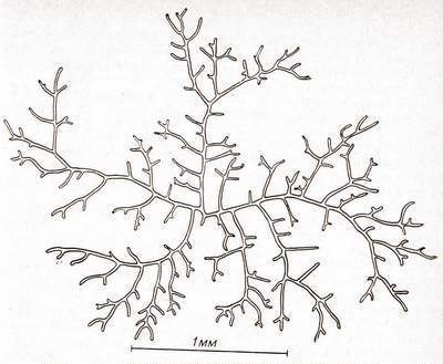 ����������� ������� Phycomyces blakesleeanus