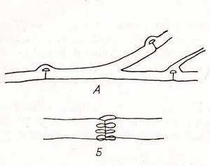 ������ � Serpula (�) � Coniophora (�)