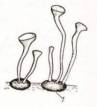 ��������� Sclerotinia sclerotiorum, ��������� ��������� (1)